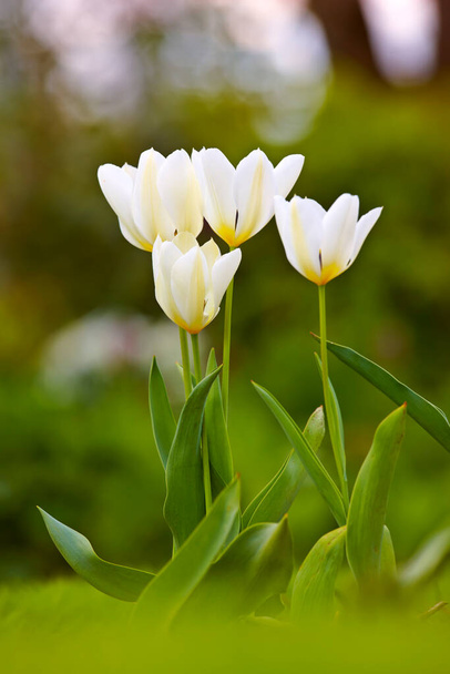 Closeup of white Tulips in a park or garden on a summers day with bokeh background copyspace. Zoom in on seasonal flowers growing in nature. Details, texture and natures pattern of a flowerhead. - Fotoğraf, Görsel