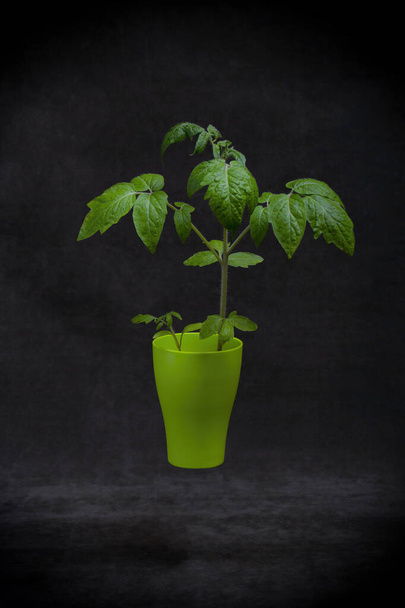 Seedling of tomato, blush of tomato seedlings in a green cup - Φωτογραφία, εικόνα