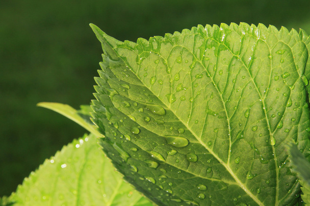 Water drops on green leaf - Φωτογραφία, εικόνα