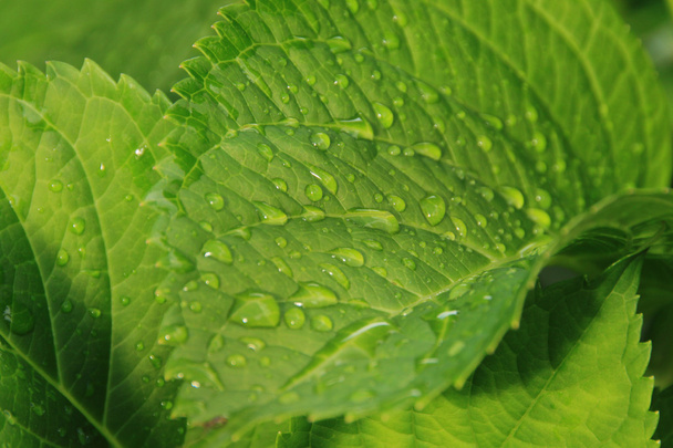 Water drops on green leaf - Zdjęcie, obraz