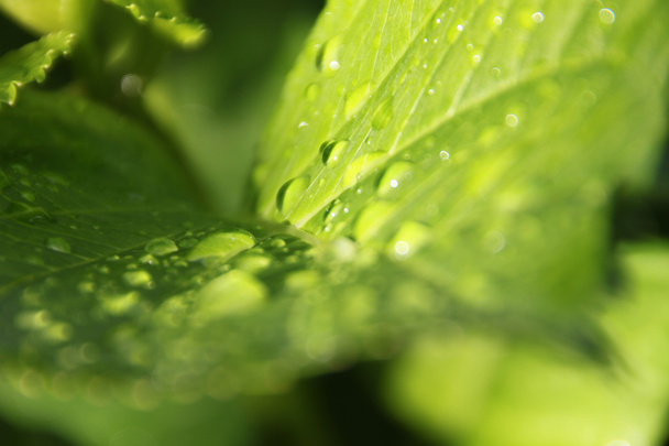 Water drops on green leaf - Foto, afbeelding