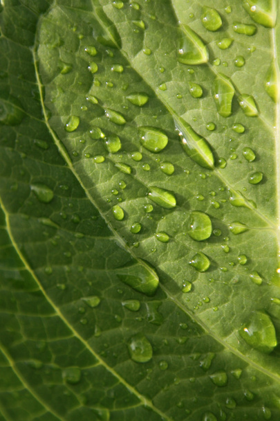 Water drops on green leaf - Photo, image