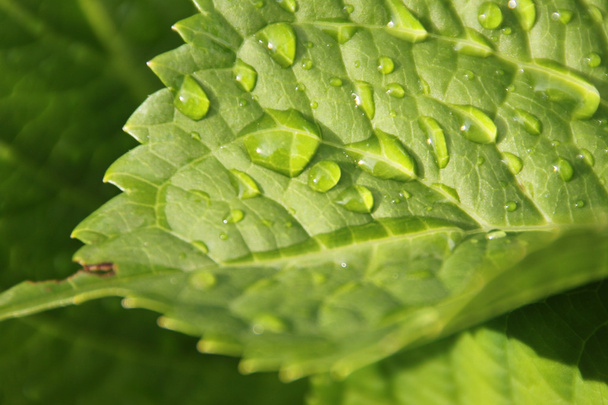 Water drops on green leaf - Foto, Imagen