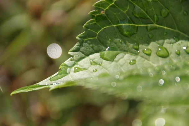 Water drops on green leaf - Foto, imagen