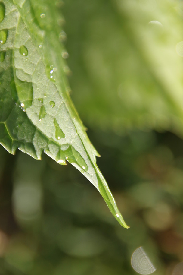 Water drops on green leaf - Photo, image