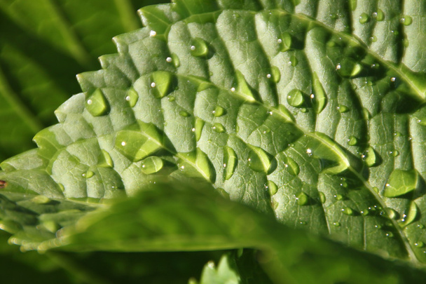 Water drops on green leaf - Fotografie, Obrázek