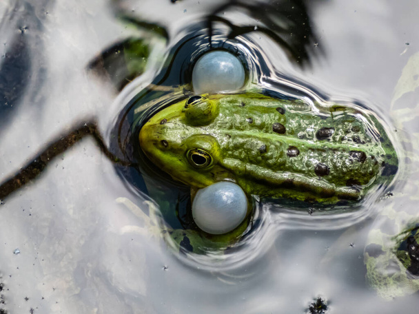 Close-up shot of the croacing common water frog or green frog (Pelophylax esculentus) blowing his vocal sacs in the water. Frog mating behaviour. Call of the male frog - Photo, Image