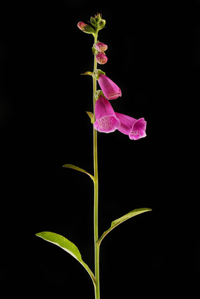 Flowering foxgloves plant isolated against black - Photo, Image