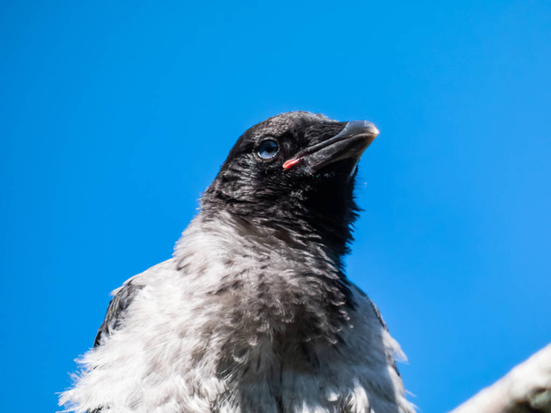 Close-up shot of the juvenile hooded crow (Corvus cornix) with dark plumage and with blue and grey eyes sitting on a branch of a tree in bright sunlight with blue sky in the background - Photo, Image