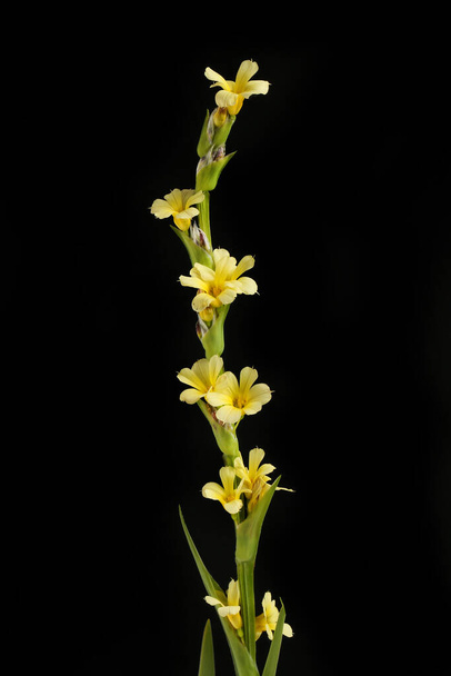Sisyrinchium striatum, pale yellow-eyed-grass isolated against black - Photo, Image