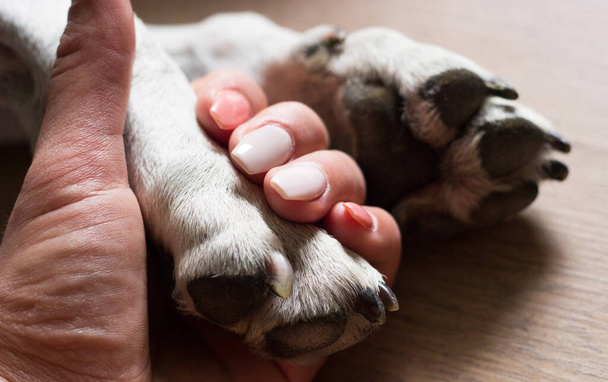 Les mains tenant les pattes chien prennent la main serrée ensemble pendant qu'il dort ou se repose - Photo, image