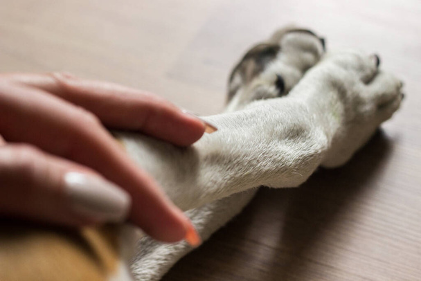 Hands holding paws dog are taking shake hand together while he is sleeping or resting - Valokuva, kuva