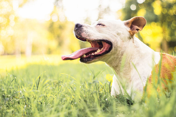 Retrato de feliz y lindo American Staffordshire Terrier - Foto, imagen