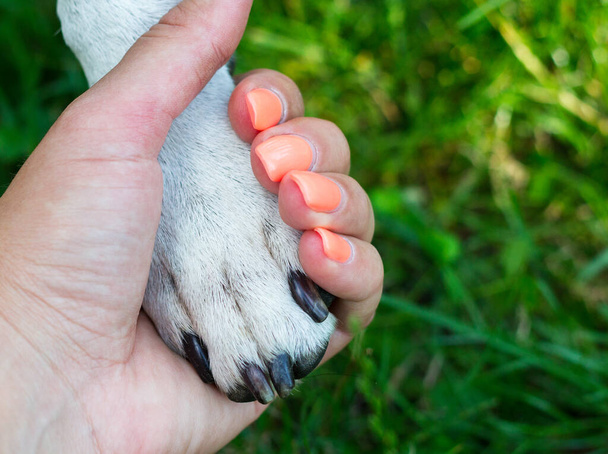 Unconditional care. Dog paw and human hand are doing handshake - Valokuva, kuva