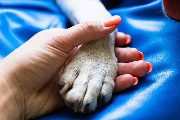 Friendship between human and dog - Fotografie, Obrázek
