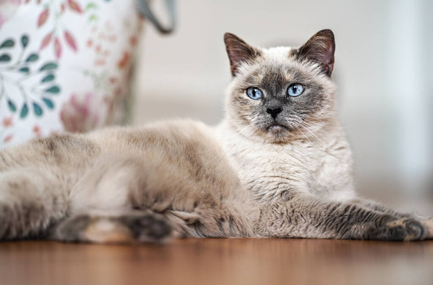 Older gray cat with piercing blue eyes, laying on wooden floor, closeup shallow depth of field photo - Photo, Image
