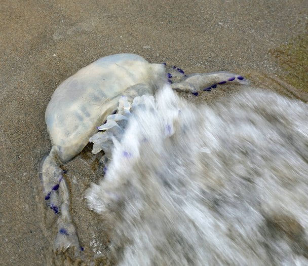выброшенная на берег большая медуза со многими опасными щупальцами и волной моря - Фото, изображение
