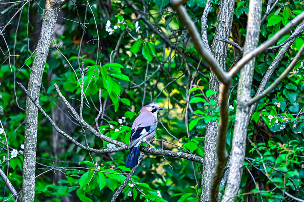 Steller's Blue Jay sitting on a branch in the leaves of a tree - Big Bear California - Photo, Image