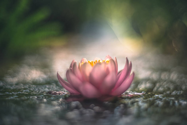 fleur de lotus rose ou nénuphar dans le rendu de lentille vintage de l'eau - Photo, image