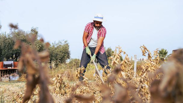 Viljelijä käyttää kuokkaa poimintaan perunoita maatalousalalla. Miespuolinen työntekijä kuokkii maatilalla. Korjaan tuoreita luomuperunoita maaperästä. Mies keräsi perunoita - Valokuva, kuva