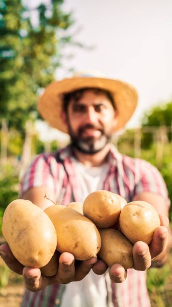 Бородатый фермер в шляпе и органический урожай картофеля в полях. Рабочий с картофелем на сельскохозяйственной плантации. Органические овощи и сельское хозяйство - Фото, изображение