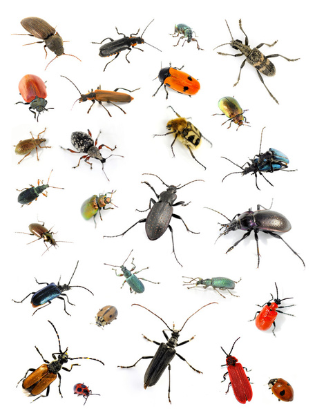 Colección de escarabajos
 - Foto, imagen