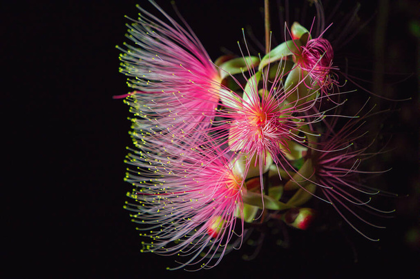 Barringtonia racemosa or powder puff tree flower at night. Pink exotic flowers. Strings of flowers hang from the trees like fireworks. Yilan, Taiwan. June 2022. - 写真・画像