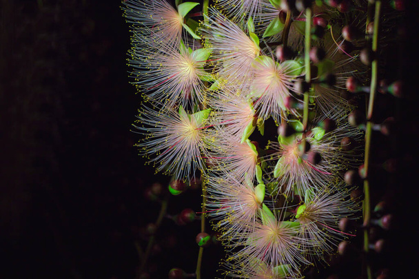 Barringtonia racemosa or powder puff tree flower at night. Pink exotic flowers. Strings of flowers hang from the trees like fireworks. Yilan, Taiwan. June 2022. - Photo, image