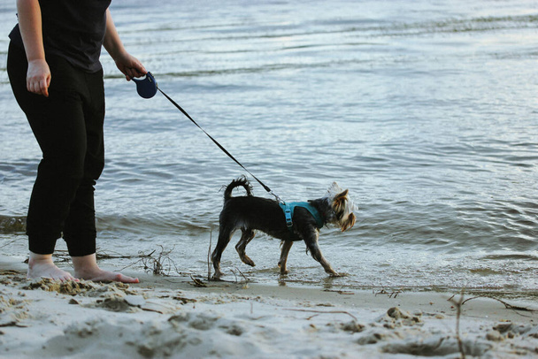 Frau, die einen kleinen Hund Yorkshire Terrier an der Leine am Ufer eines Meeres, Ozeans, Flusses, Sees in der Abenddämmerung ausführt. Ein geliebter Schoßhund und Frauchen spazieren im Sommerurlaub gemeinsam an einem Sandstrand. - Foto, Bild