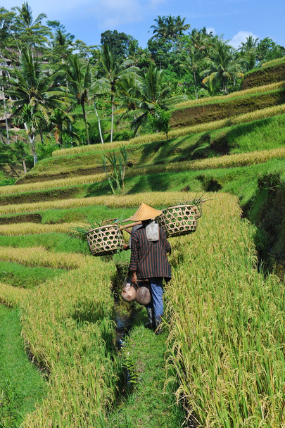 Фермер ходит с деревянной корзиной
 - Фото, изображение
