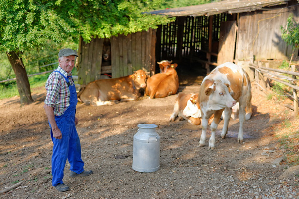 Farmer with dairy cows - Photo, Image