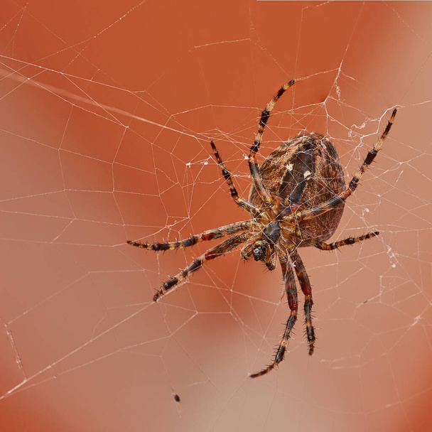 Κάτω από ένα κοντινό πλάνο ενός υφαντή από σφαίρα καρυδιού σε έναν ιστό, απομονωμένο σε ένα λευκό πορτοκαλί φόντο. Ριγέ καφέ και μαύρη αράχνη. Η nuctenea umbratica είναι ένα ευεργετικό αραχνοειδές από την οικογένεια των αρανεϊδών. - Φωτογραφία, εικόνα