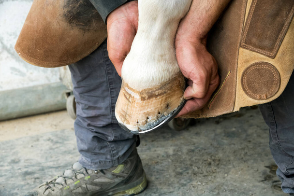 High angle of unrecognizable male farrier in apron trying horseshoe on hoof while shoeing horse near concrete wall on farm - 写真・画像