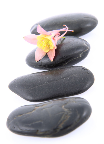 Flower on Spa Stones - Zdjęcie, obraz