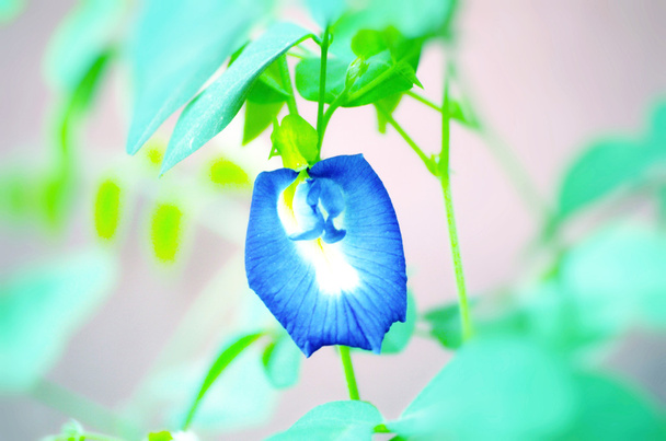 Flor de folha de cor azul
 - Foto, Imagem