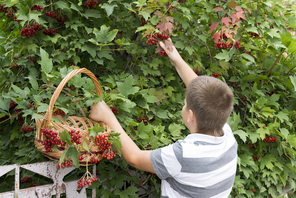 Boy collects berries of viburnum in the garden - Фото, изображение