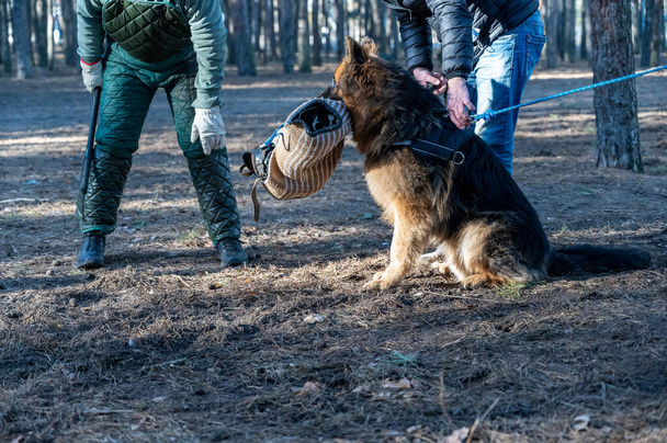 German Shepherd sits and holds his bite sleeve in his mouth. The owner is standing next to the animal. Trainer tries to pull the bite sleeve out of the dog's mouth. Training dogs guard duty. - Фото, изображение