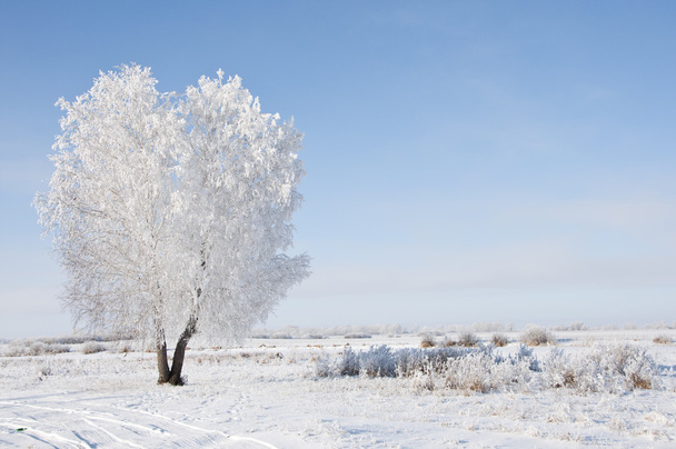 zmrazené strom na zimní pole a modré nebe  - Fotografie, Obrázek