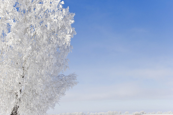 Árvore congelada no campo de inverno e céu azul
  - Foto, Imagem