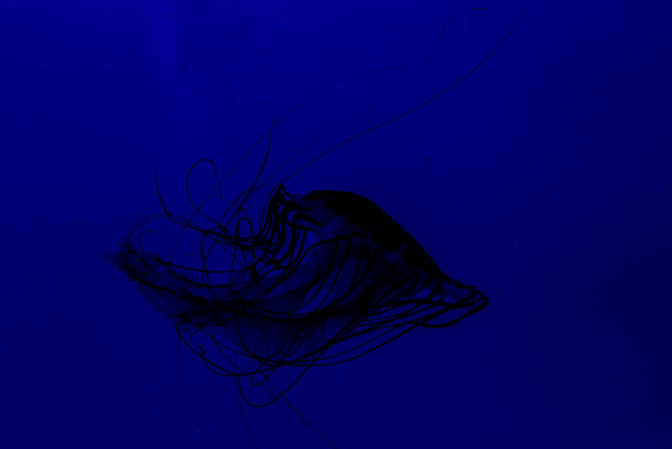 Medusa Jellyfish Photos and Premium in aquarium. High quality photo - Foto, Imagem