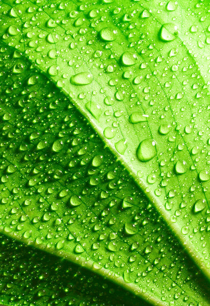 Green leaf with raindrops texture background - 写真・画像