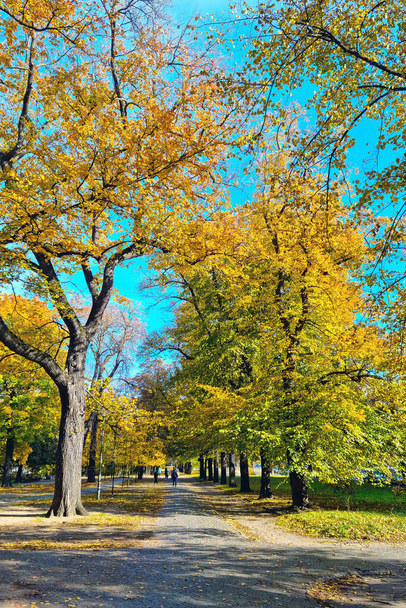 Όμορφο κίτρινο πράσινο πάρκο στο πάρκο το φθινόπωρο - Φωτογραφία, εικόνα
