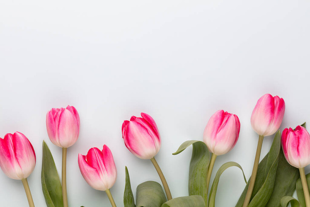 Pink tulip flowers on pastel background. - Foto, imagen