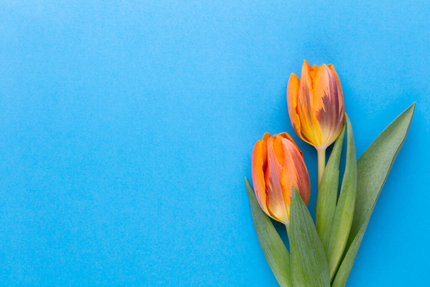 Orange tulips on the pastel background. - Fotografie, Obrázek
