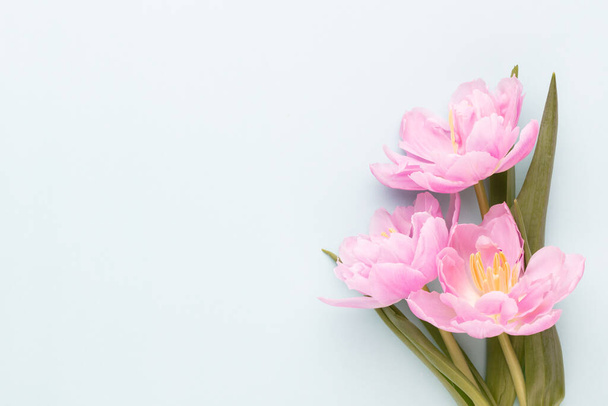 Pink tulip flower on blue background. Love, International Women day, Mother day and Happy Valentine day concept. - Fotografie, Obrázek