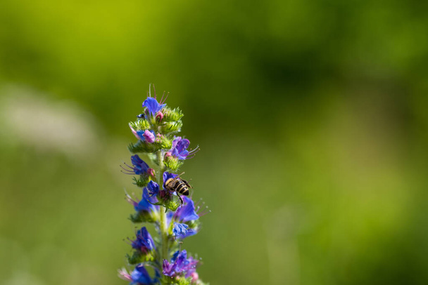 A bee feasting on nectar from an Echium vulgare. Blooming meadow in sunny summer day. Echium vulgare, beautiful wildflowers. Summer floral background, space for text - Фото, зображення