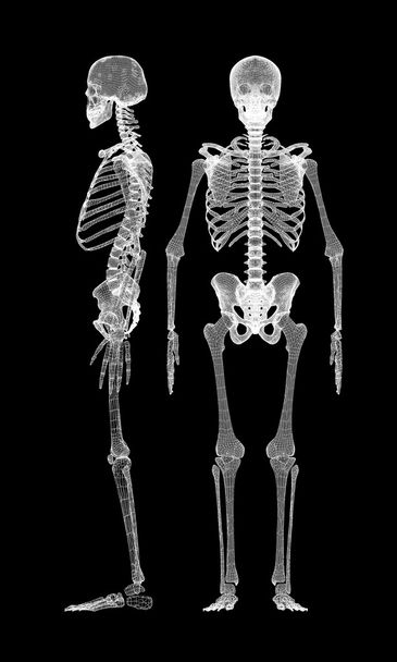 Corpo humano, esqueleto
 - Foto, Imagem
