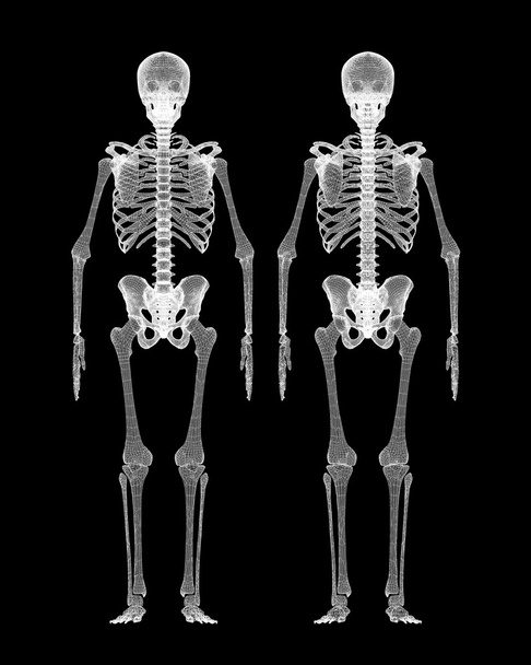 人間の体は、スケルトン - 写真・画像