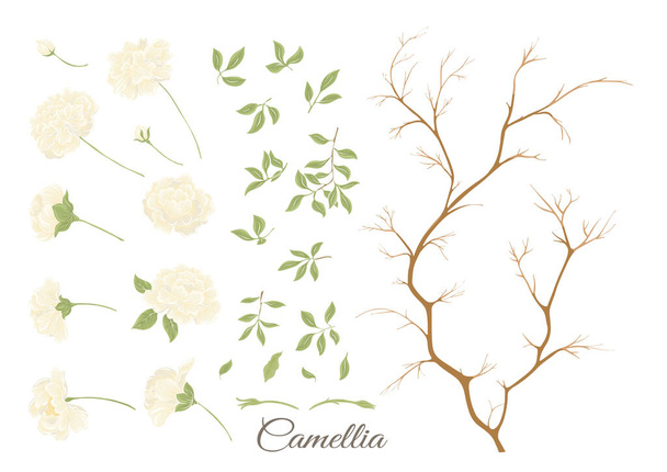 Camellia virág fa Clip art, készlet elemek design Vector illusztráció. Botanikai stílusban elszigetelt fehér háttér. - Vektor, kép