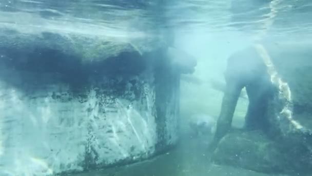 Pinguins e uma foca nadam em um aquário subaquático em um zoológico. Imagens 4k de alta qualidade - Filmagem, Vídeo